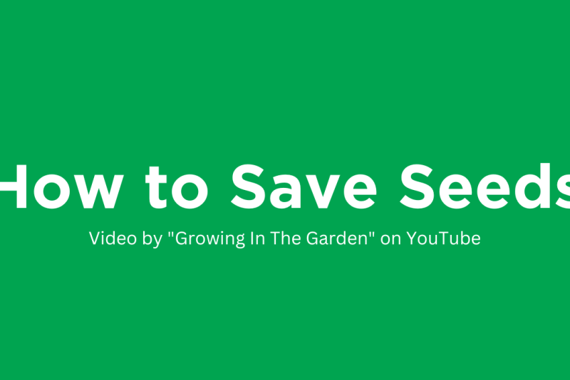 Seed saving tips and examples